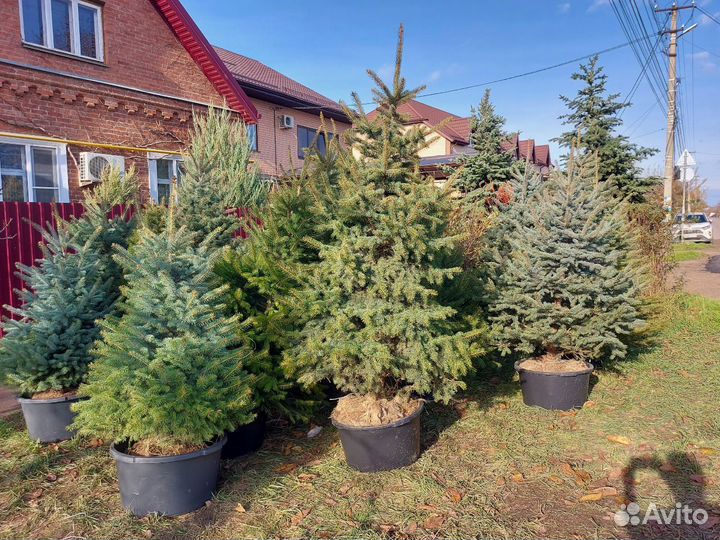 Живые елки в горшке с закрытой корневой системой i