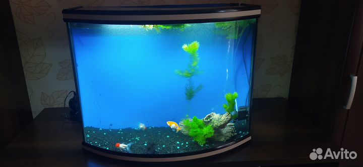 Аквариум панорамный для рыбок б/у 90 литров