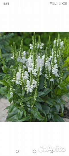 Многолетние садовые цветы