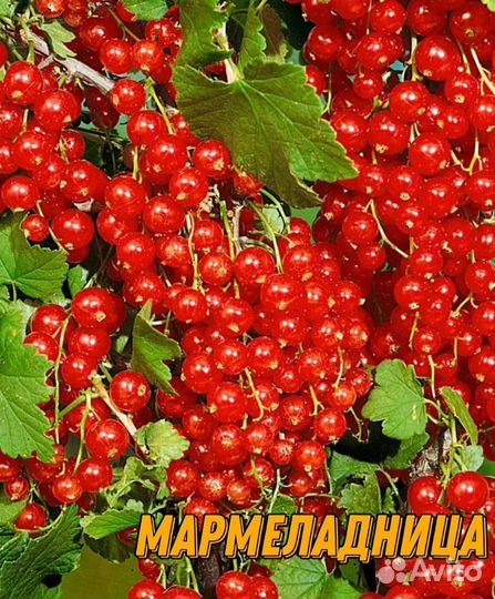 Саженцы смородины и крыжовник