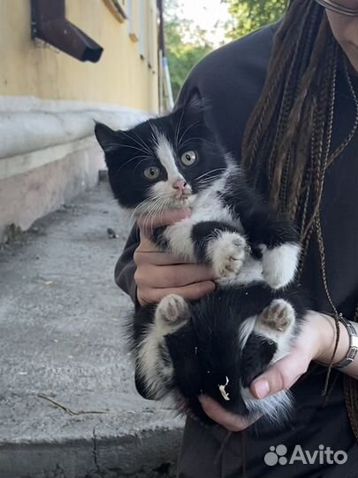 Котята в добрые руки бесплатно