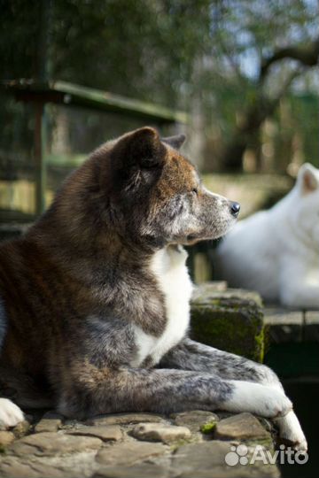 Акиты Ину Вязка