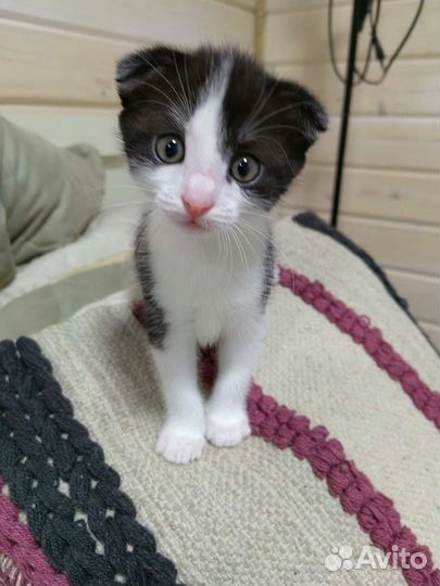 Кошка в дар бесплатно