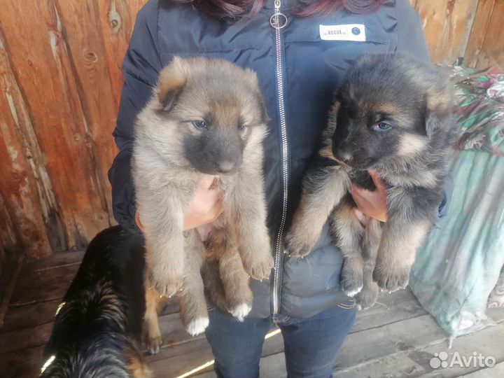 Немецкая овчарка продажа щенков