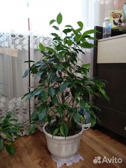 Фикус бенджамина