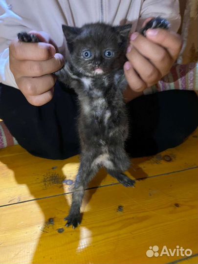 Британский котёнок в дар