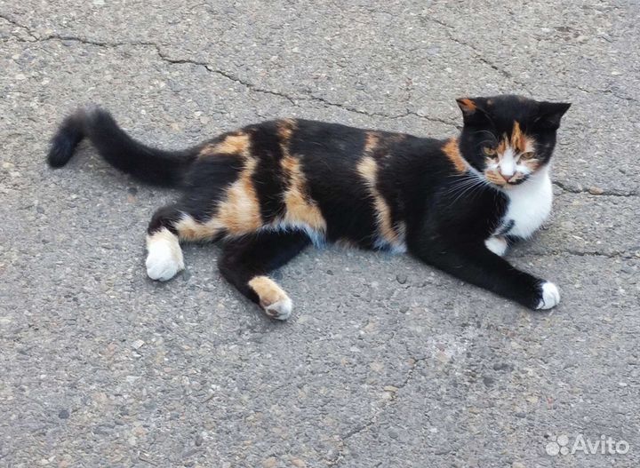 Кошка в добрые руки
