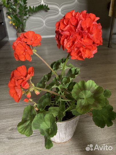 Пеларгония герань