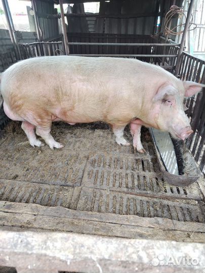 Хряк на племя