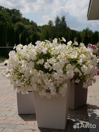 Петуния ампельная Опера Вайт