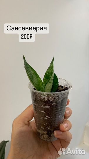 Комнатные цветы