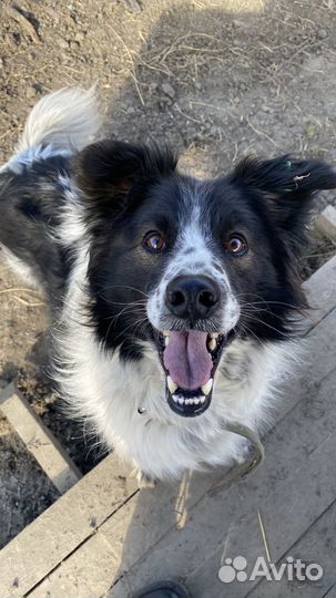 Собака в добрые руки