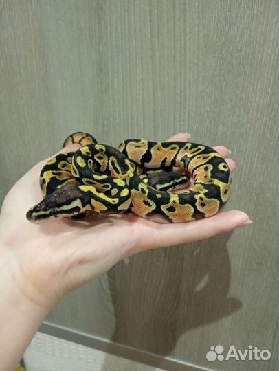 Королевские змеи самец