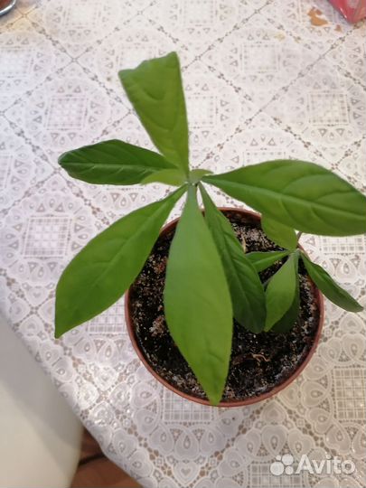 Пахистахис