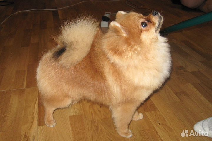 Стрижка кошек и собак