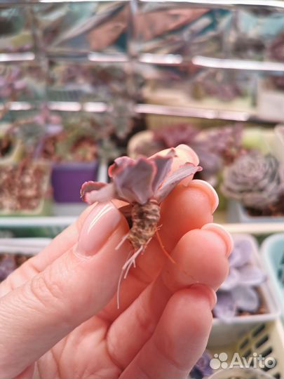 Суккулент Echeveria Painted Frills