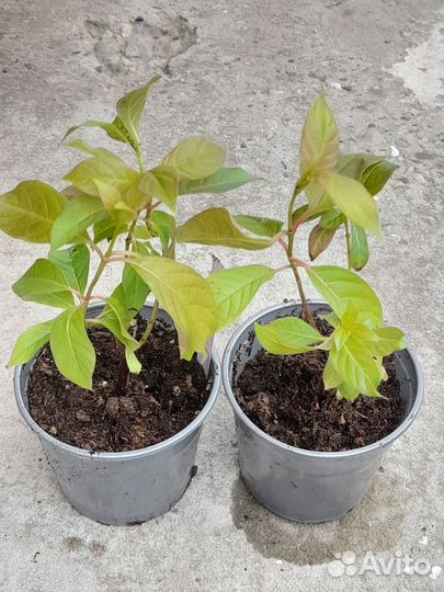 Цефалантус