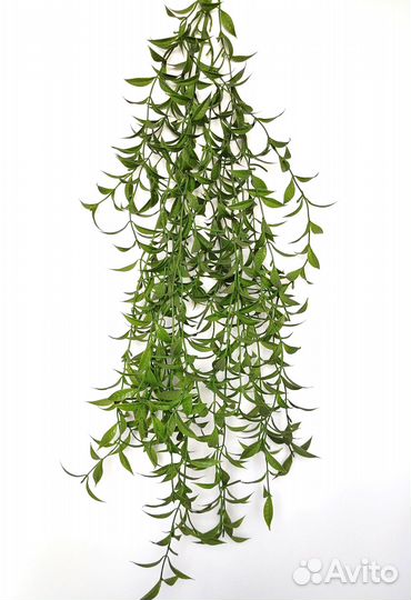 Растения для креативности рускус опт