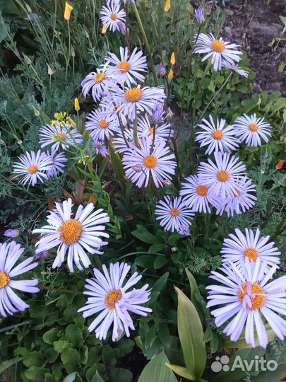 Ромашка синяя,декоративный мак