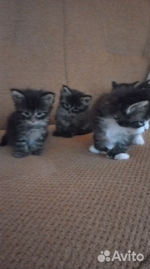 Полидактивные мейкуны