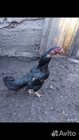 Бойцовая курица