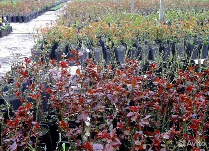 Роза саженец