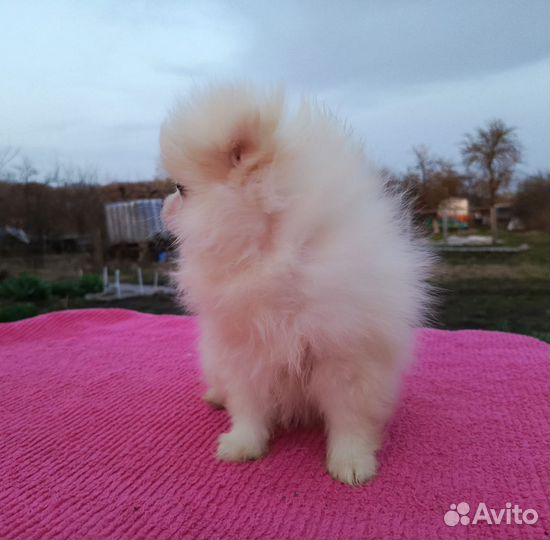 Белая девочка подросток