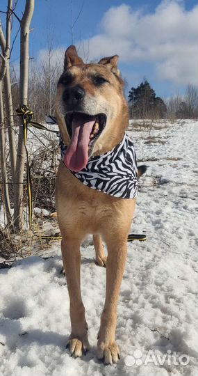 Собака в добрые руки