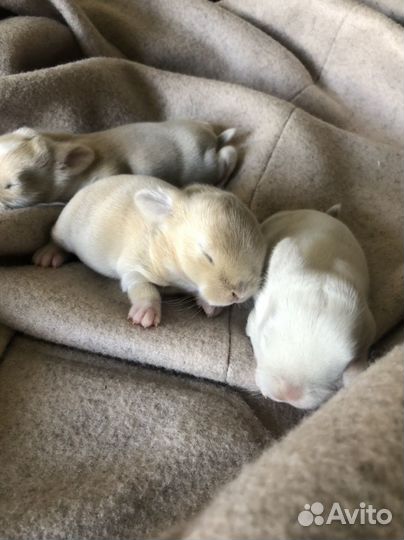 Карликовый кролик