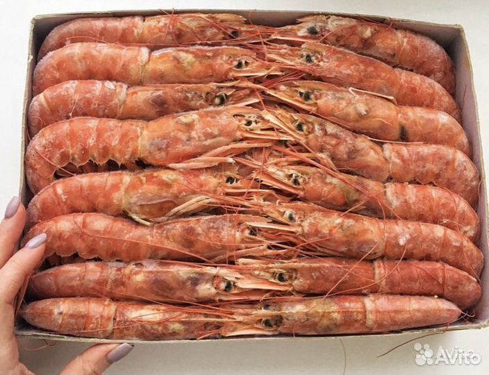 Лангустины L2 крупные. Аргентина