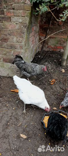 Молодые петухи