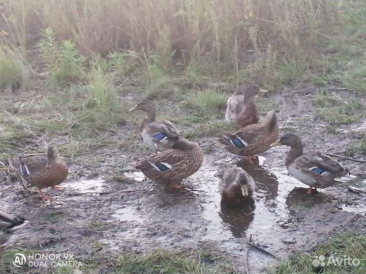 Утки подсадные для охоты