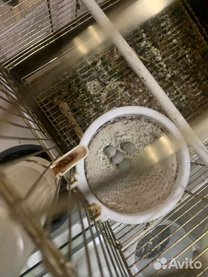 Продам кенора