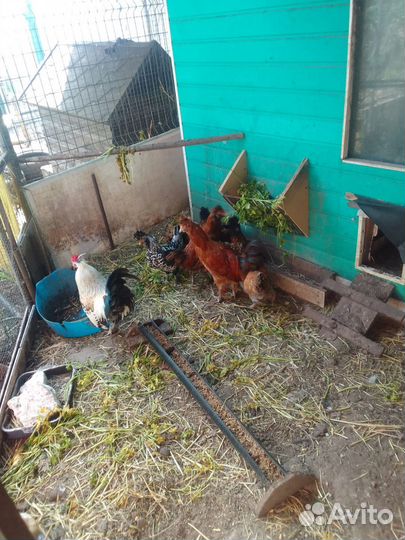 Куры павловские золото и серебро