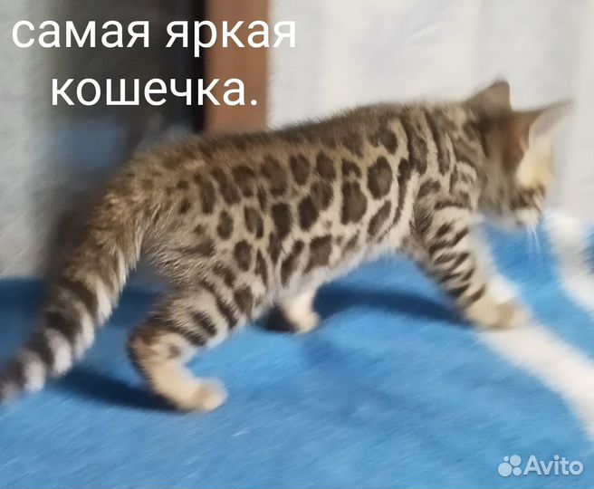 Бенгальские котята