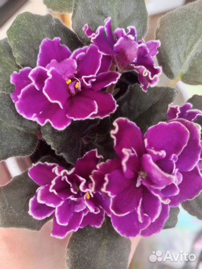 Фиалки сортовые