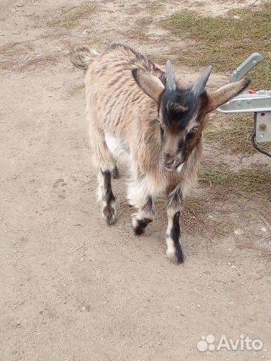 Козел на племя