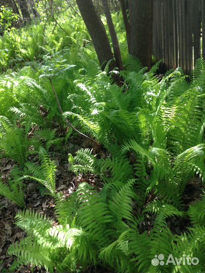 Саженцы папоротника, дуба и т.д