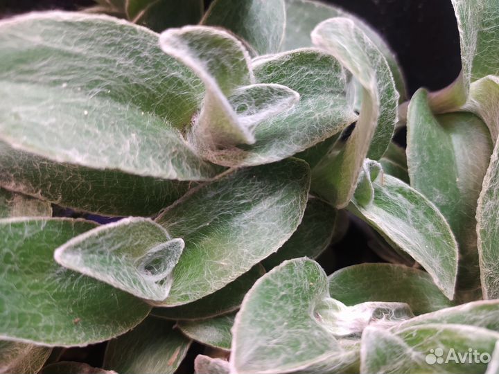 Традесканция