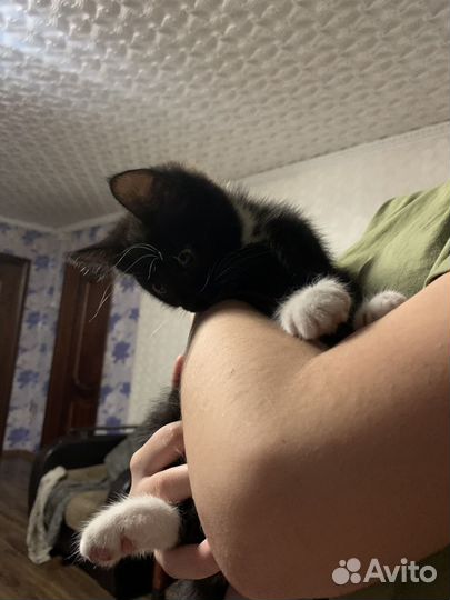 Кошечка лапка мейн кун ищет дом
