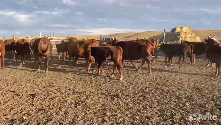 Бычки телята
