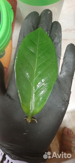 Замиокулькас замиелистный