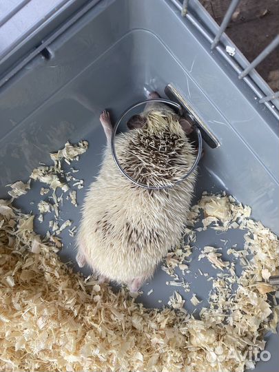 Африканский ежик