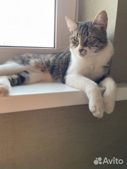 Кошки в добрые руки