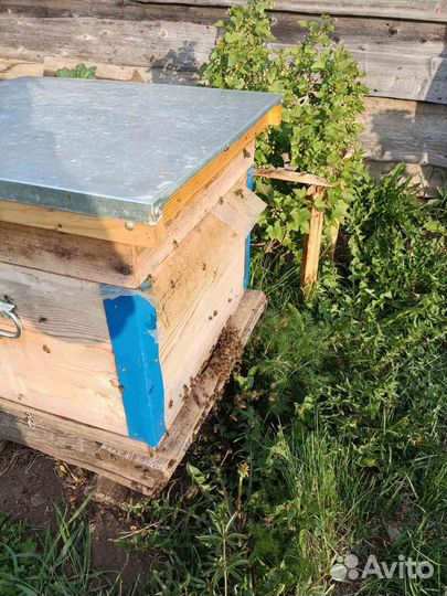 Отводки, пчелосемьи, рои