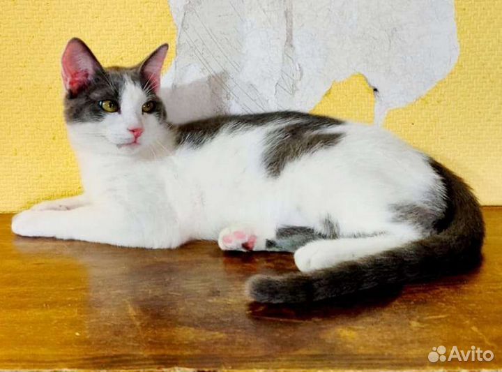 Молодой подросток Шурик