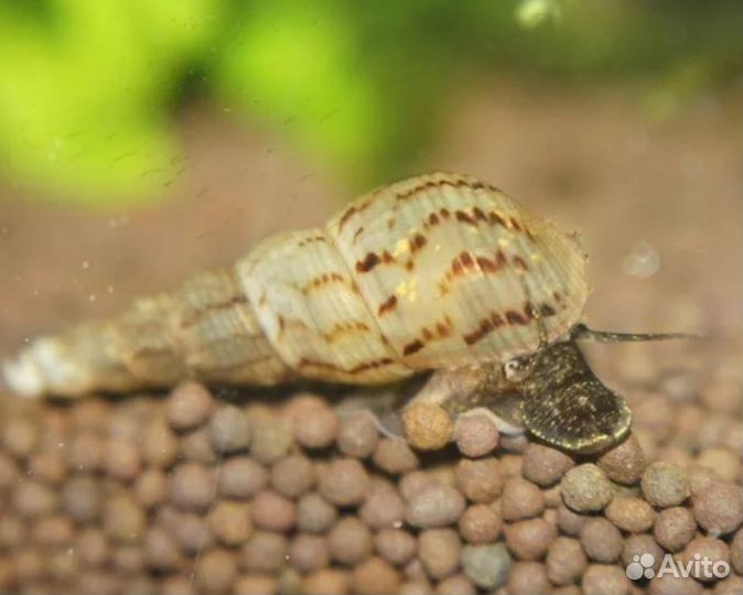 Улитка милания