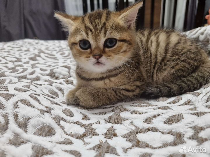 Шотландский котёнок