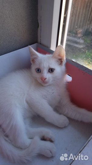 Котенок
