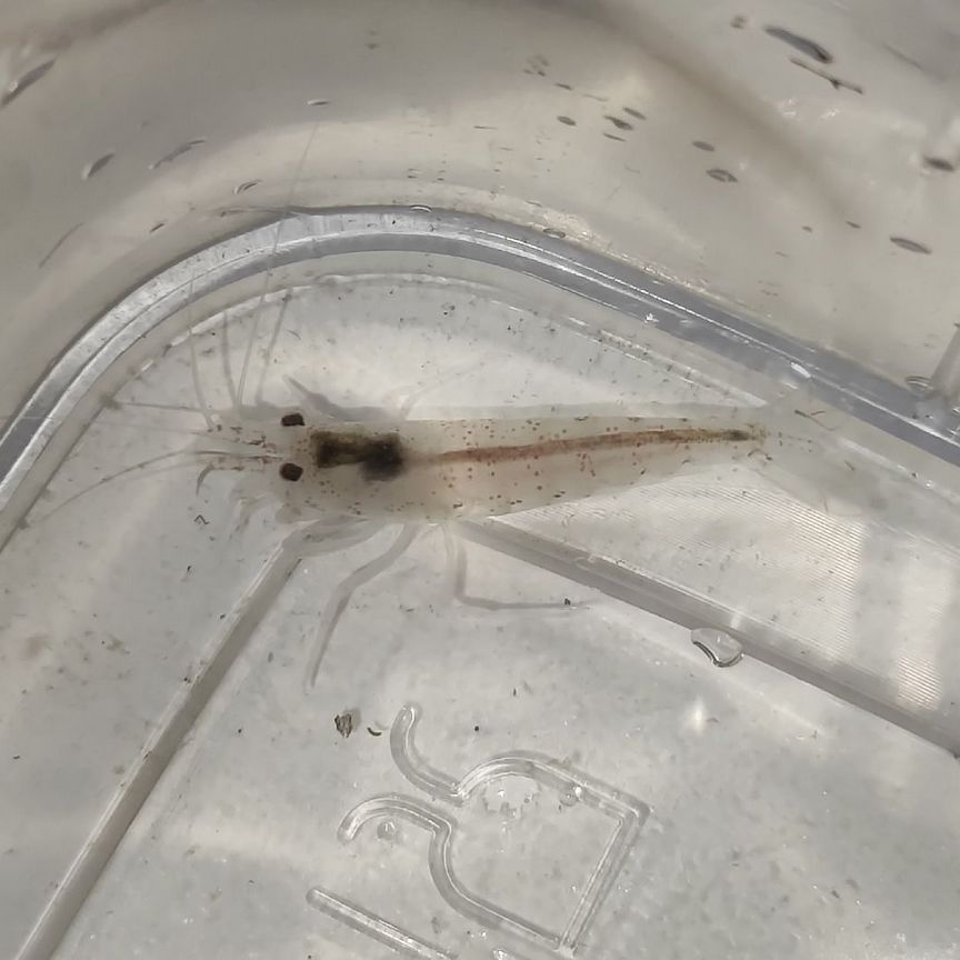 Креветка амано австралийская Australian Caridina